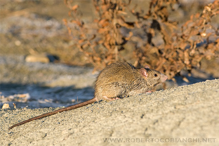 ratto
